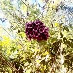 Jacaranda puberula Flor
