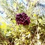 Jacaranda puberula Flower