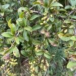 Berberis vulgaris Blad