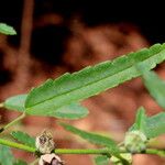 Sida alba Leaf