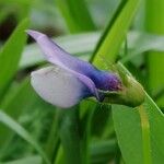 Vicia bithynica Цветок