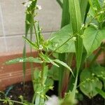 Veronica catenata Leaf