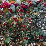 Cotoneaster frigidus Blatt