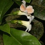 Bourreria costaricensis 花