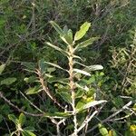 Salix pedicellata Habitat