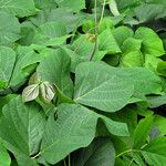 Mucuna pruriens Leaf