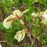 Tilia × europaea Folha