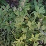 Hydrophyllum virginianum Hoja