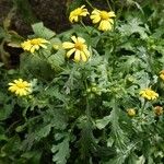 Senecio squalidus Συνήθη χαρακτηριστικά