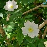 Rosa canina Leaf