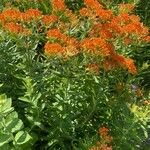 Asclepias tuberosaFlower