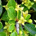 Rhamnus oleoides Flors