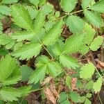 Astilbe rubra Blad