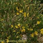 Genista salzmannii Altres