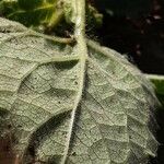 Physalis pubescens Leaf