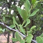 Gymnosporia buxifolia Leaf