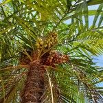 Leopoldinia pulchra Fruto