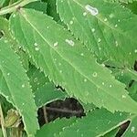 Cardamine macrophylla Leaf