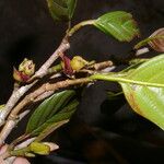 Ticodendron incognitum Fruto