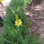 Bulbine frutescens Blatt