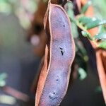 Acacia terminalis Frutto