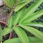 Alpinia officinarum Leaf