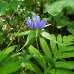 Gentiana clausa Blomma