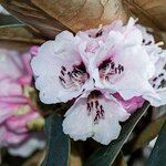Rhododendron fulvum Õis