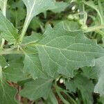 Solanum nigrum Blad