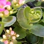 Kalanchoe blossfeldiana 葉