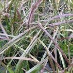 Pennisetum setaceum List