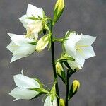 Campanula persicifolia Fiore