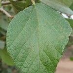 Cordia monoica Folha