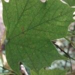 Acer cissifolium Leaf