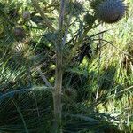 Cirsium jorullense Feuille