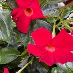 Mandevilla sanderi 花