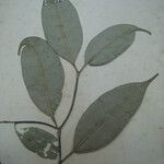 Tabernaemontana attenuata Leaf