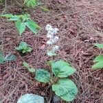 Pyrola elliptica Flor