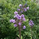 Lactuca alpina Flower