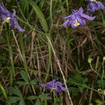 Aquilegia einseleana आदत