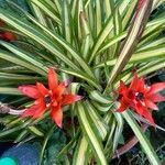 Guzmania lingulata Leaf