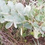 Searsia zeyheri Leaf