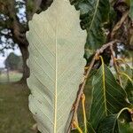 Castanea mollissima Leaf