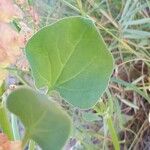 Rumex vesicarius Leaf