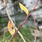 Salix caesia Likasa