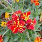 Erysimum × cheiri 花