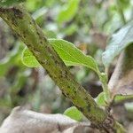 Garrya elliptica Kabuk