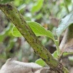 Garrya elliptica Bark