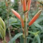 Aloe acutissima Hábito