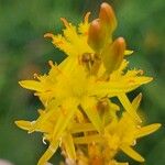 Narthecium ossifragum Kvet